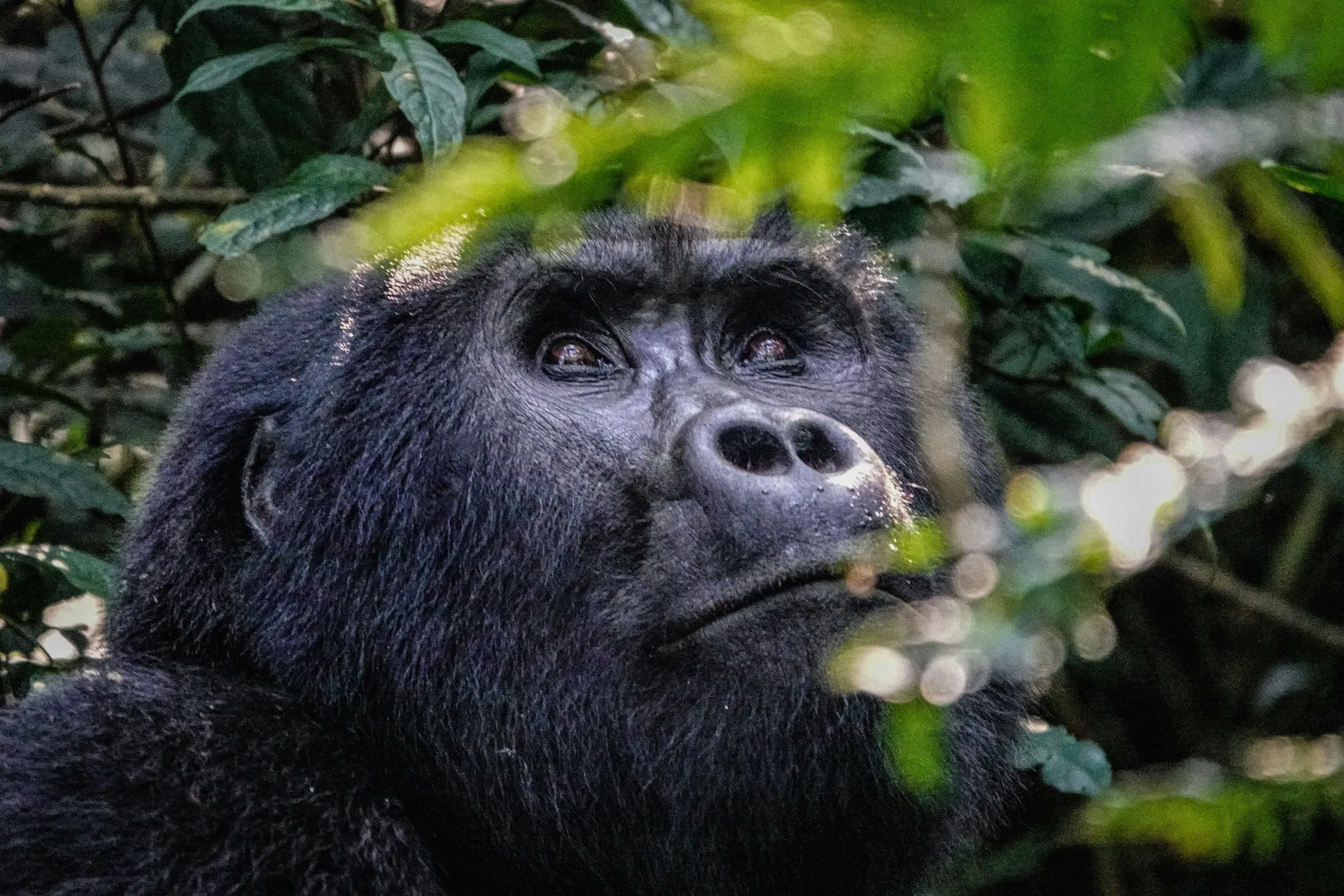Mountain gorillas in Bwindi Impenetrable National Park